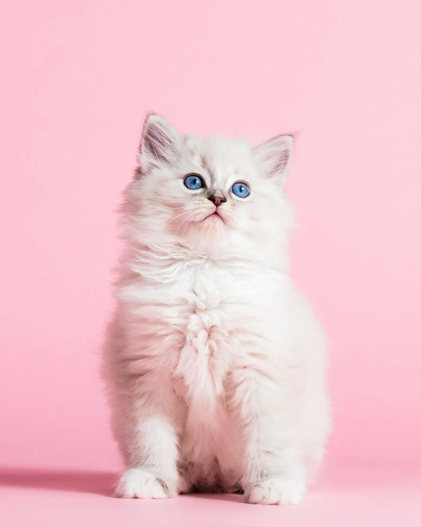 Animal Glass Wall Art, White Cat Tempered Glass Wall Décor, Cat with Pink Background Wall Art
