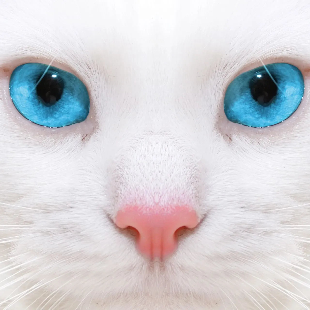 White Cat Glass Canvas, White and Blue Wall Decor, Cat Glass Canvas, Tempered Glass Painting Wall Art