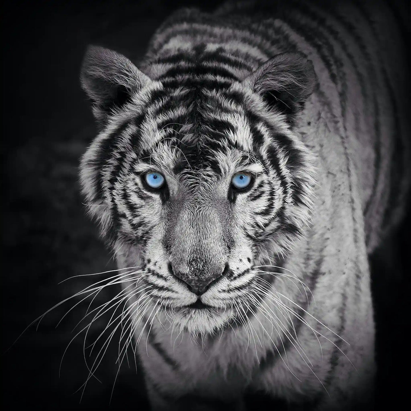 Black and White Tiger with Blue Eyes Wall Art Glass Canvas | Home Décor, Tempered Glass, Glass Painting Wall Art
